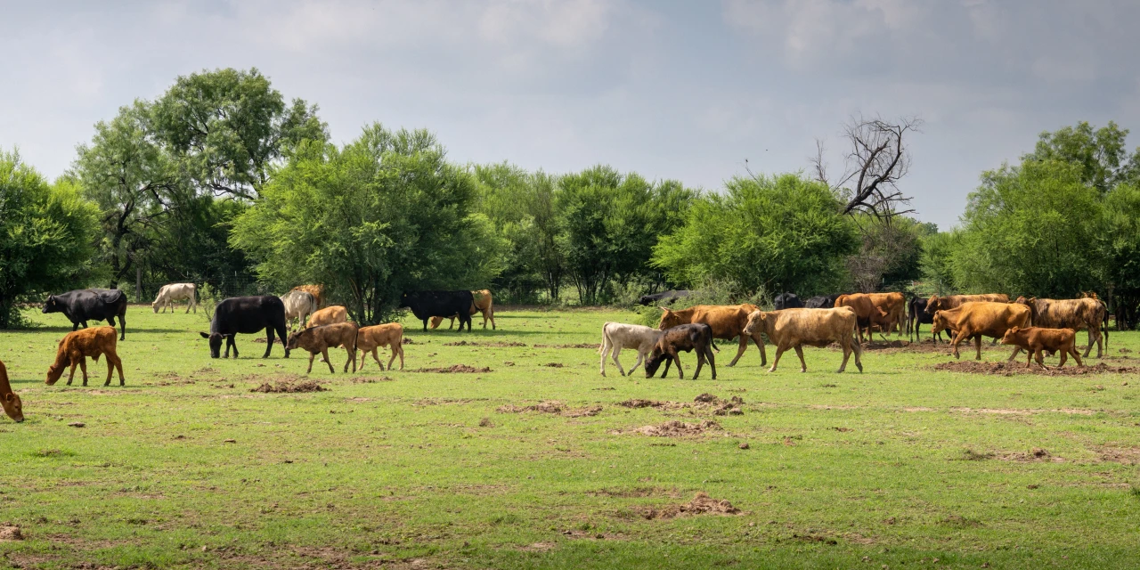 Beef Supply Resilient, Screwworm or No, Elanco CEO Says