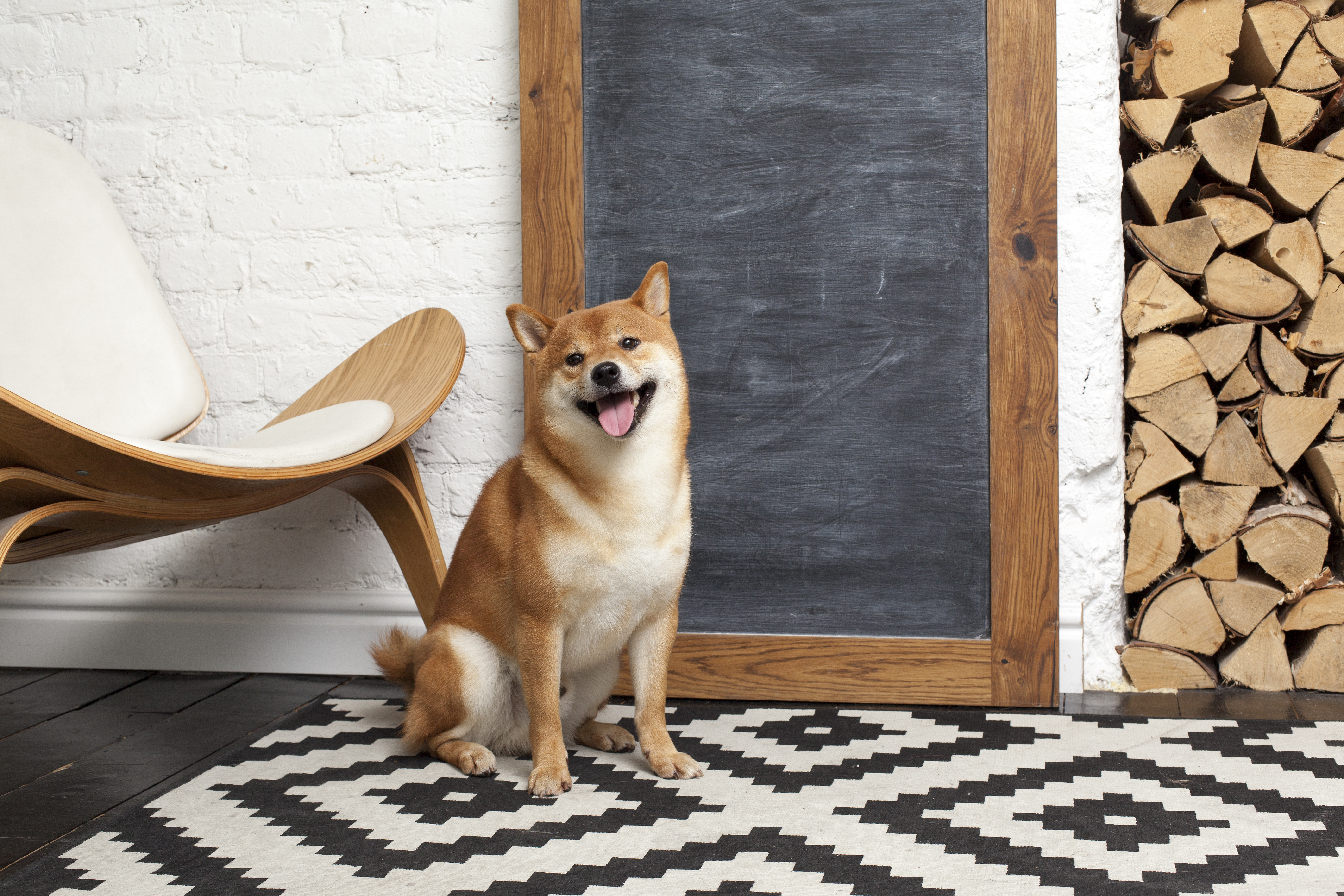 Could Shiba Inu Reach $1 in 2026? The Answer Will Make Your Head Spin.