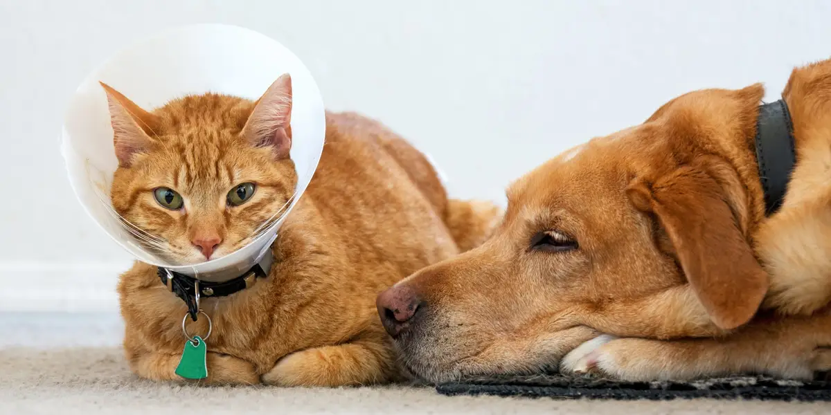 Top Pet Insurance Plans: Coverage, Comparisons, and Tips - Business Insider