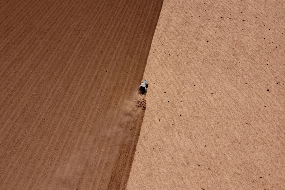 Top Banks Bet on Argentine Farming Boom With Milei Cutting Taxes