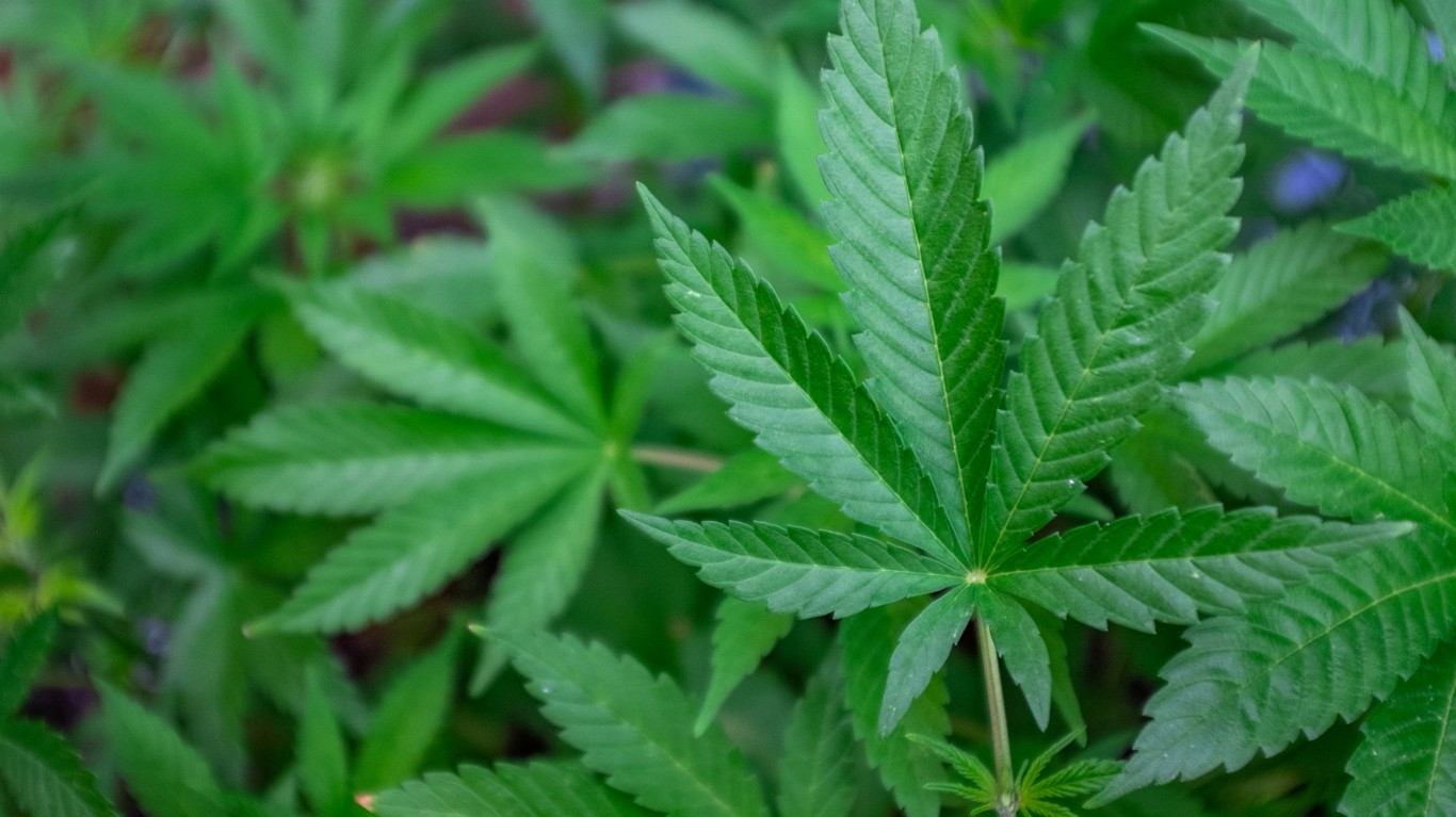 Tilray Brands Sinks 4% as Record Revenue Masks Shrinking Cannabis Sales; Canopy Growth and Aurora Cannabis Ease