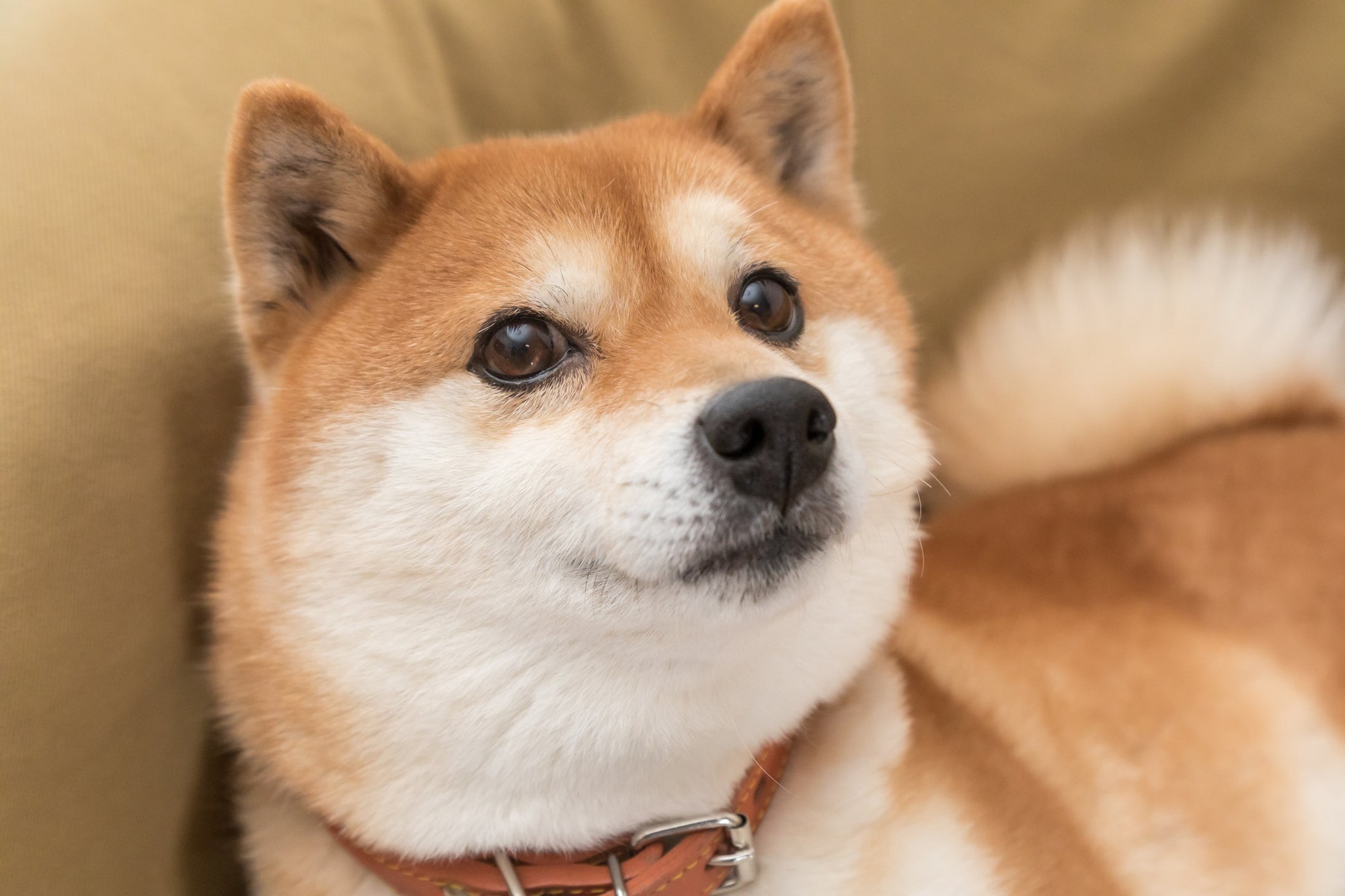 Better Meme Token: Dogecoin vs. Shiba Inu