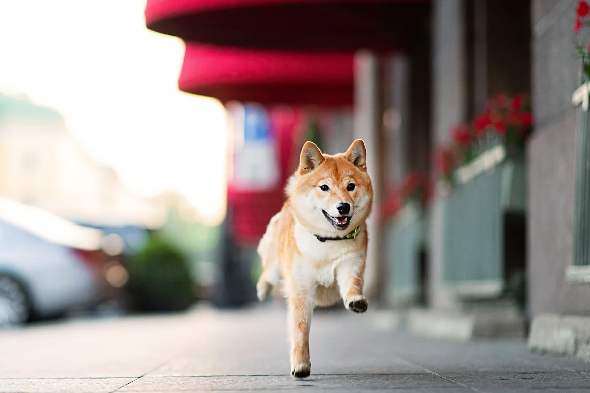 Here's Why I Wouldn't Touch Shiba Inu With a 10-Foot Pole