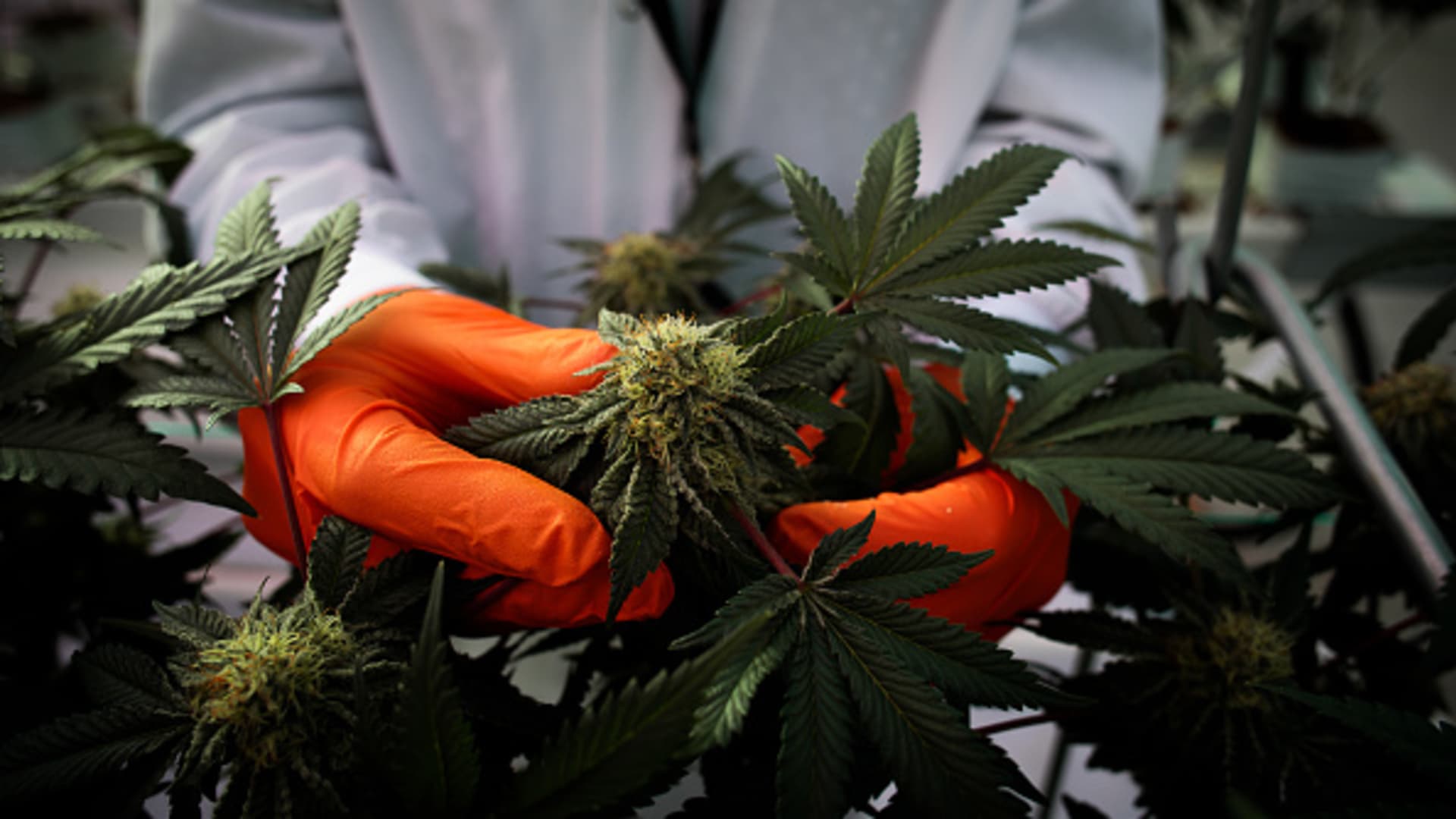 Cannabis stocks rally on Wall Street Journal report that Trump is weighing drug reclassification