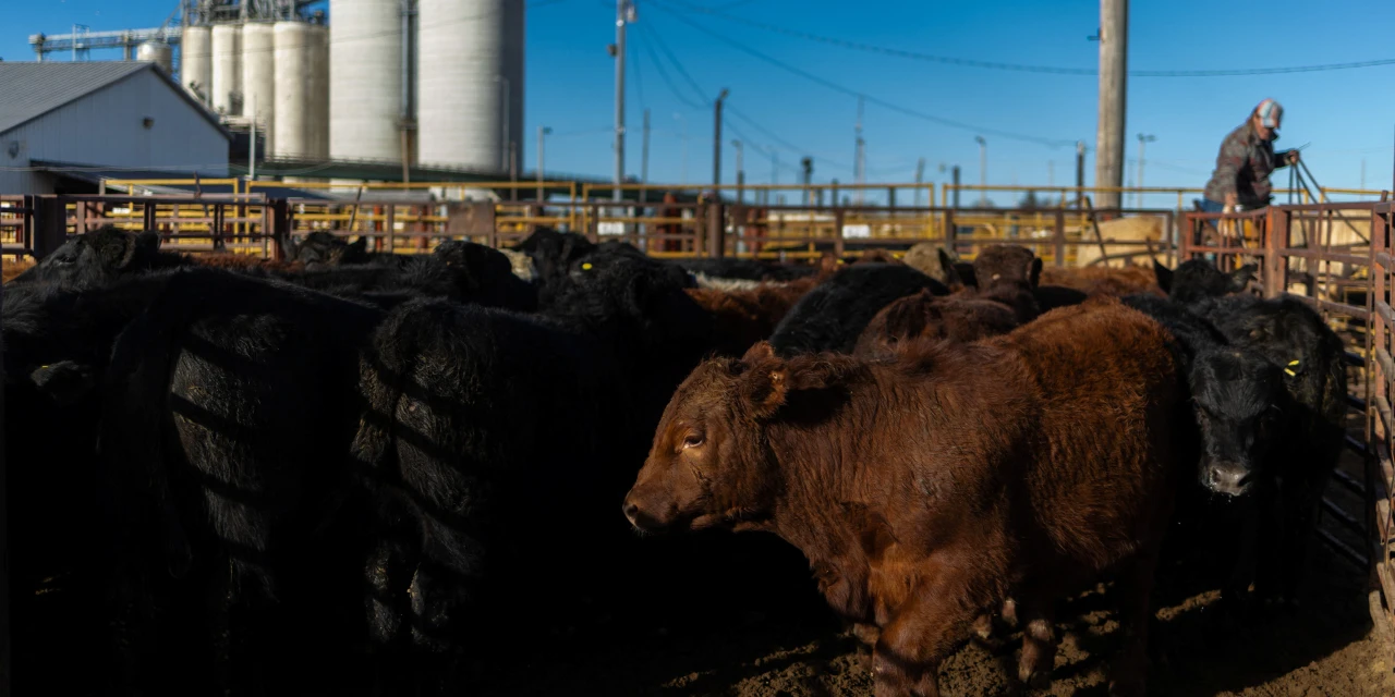 Tyson Foods to Exit More Beef Plants, With Cattle in Short Supply