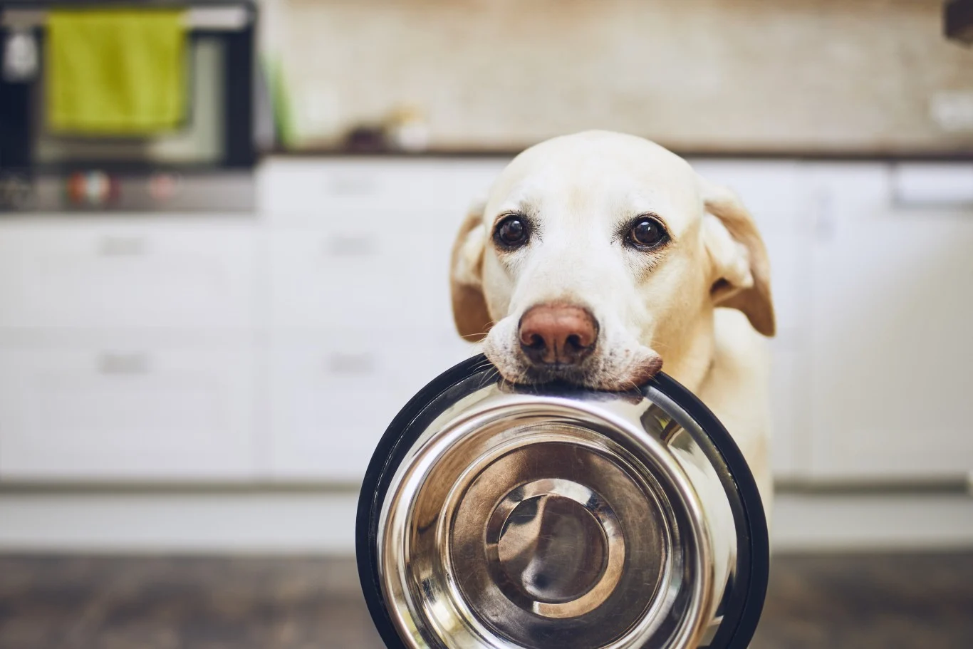 Freshpet Upgraded to Buy at TD Cowen: Is This Pet Food Disruptor Ready to Run?