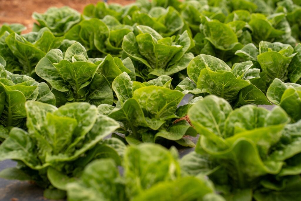 Explosive Parasite Outbreak Zeroes in on Taco Bell Lettuce Supplier Taylor Farms