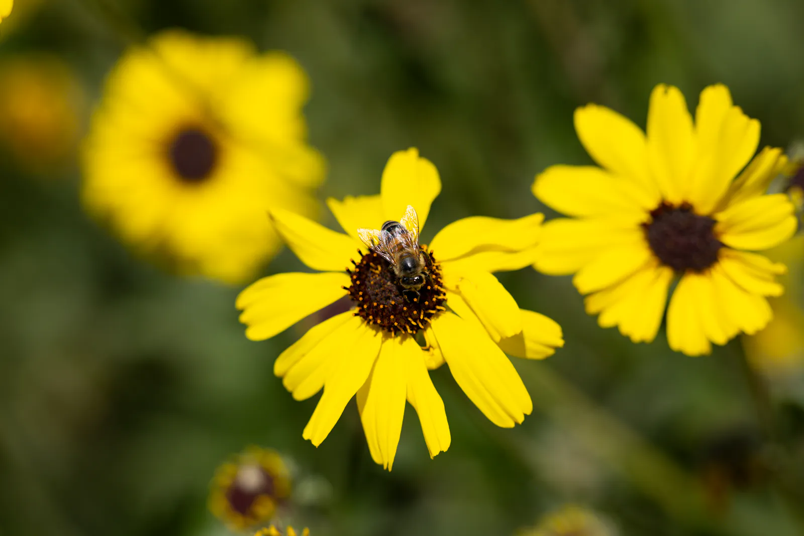 Bloom Energy surges after topping expectations for sales, EPS