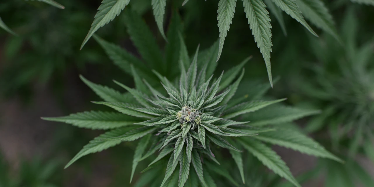 Trump Is Warming to Cannabis, but Investors Aren’t Impressed