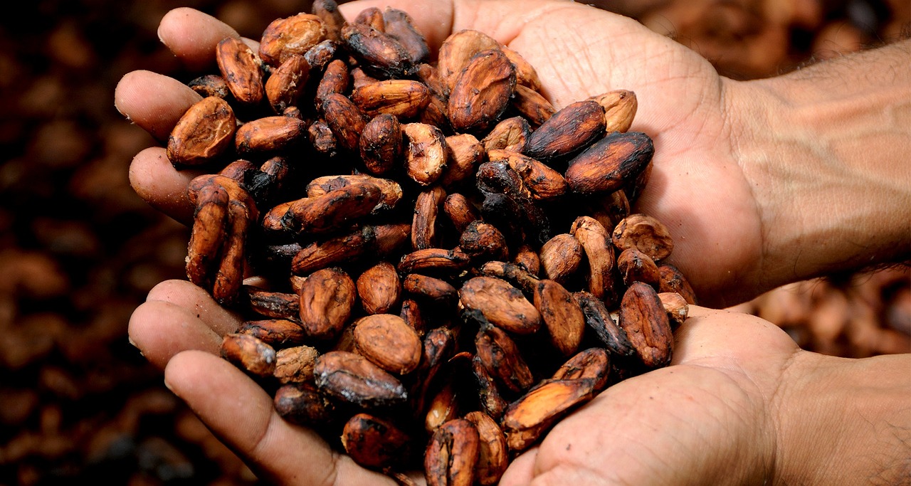 Cocoa Prices Sink on Favorable Crop Conditions in West Africa