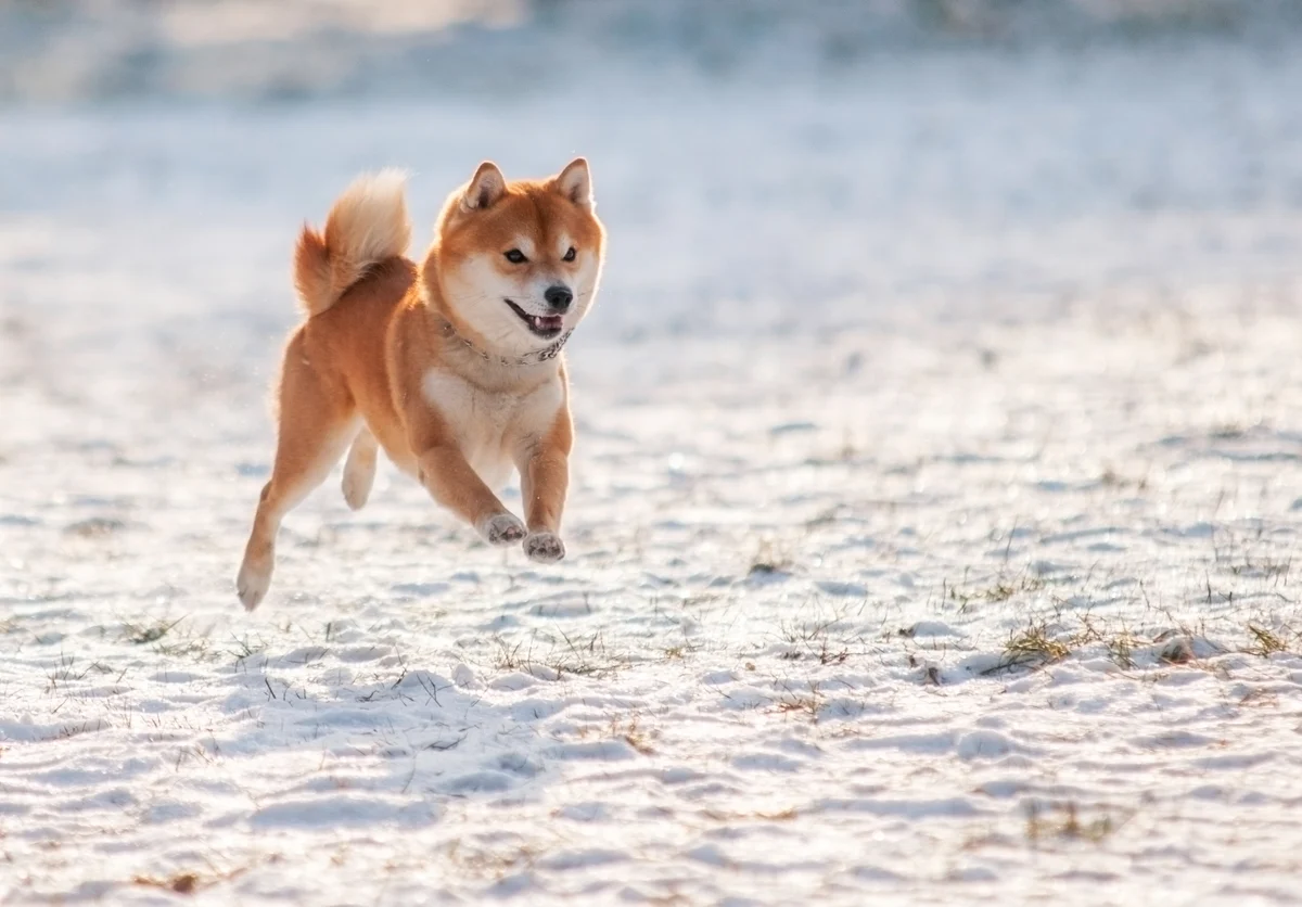 If You'd Invested $1,000 in Shiba Inu 5 Years Ago, Here's How Much You'd Have Today