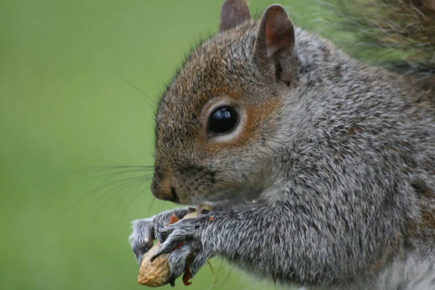 Peanut The Squirrel Surpasses Shiba Inu In Trading Volume: Is $1 Next?