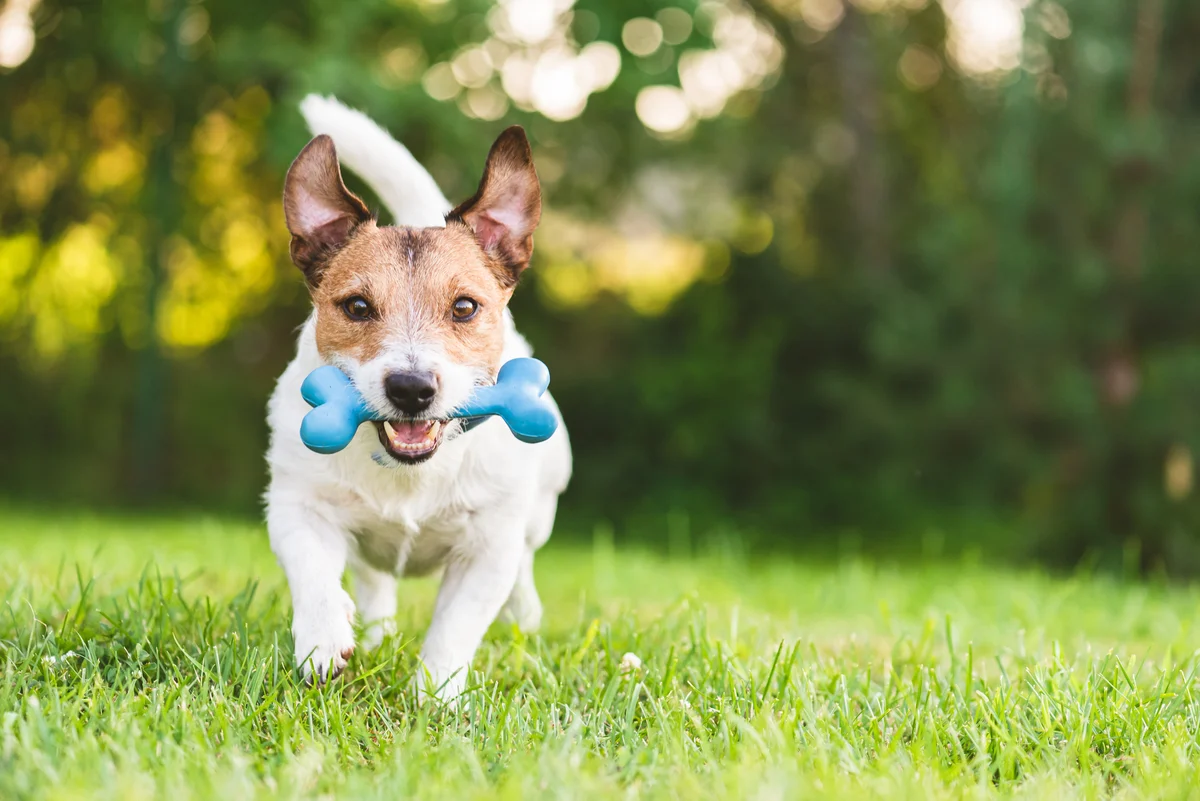 Is Chewy Stock an Undervalued Stock to Buy?
