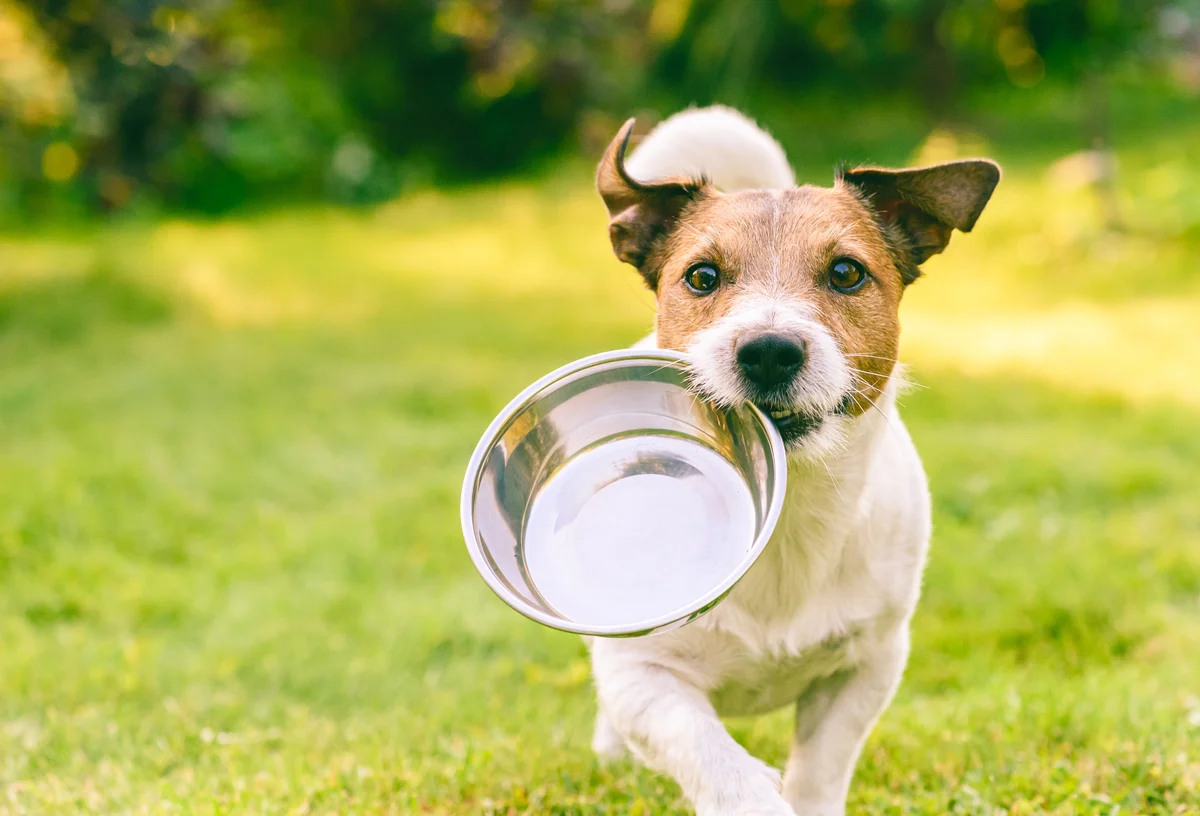 Prediction: Chewy Stock Will Rebound Over the Next Year. Here's Why.