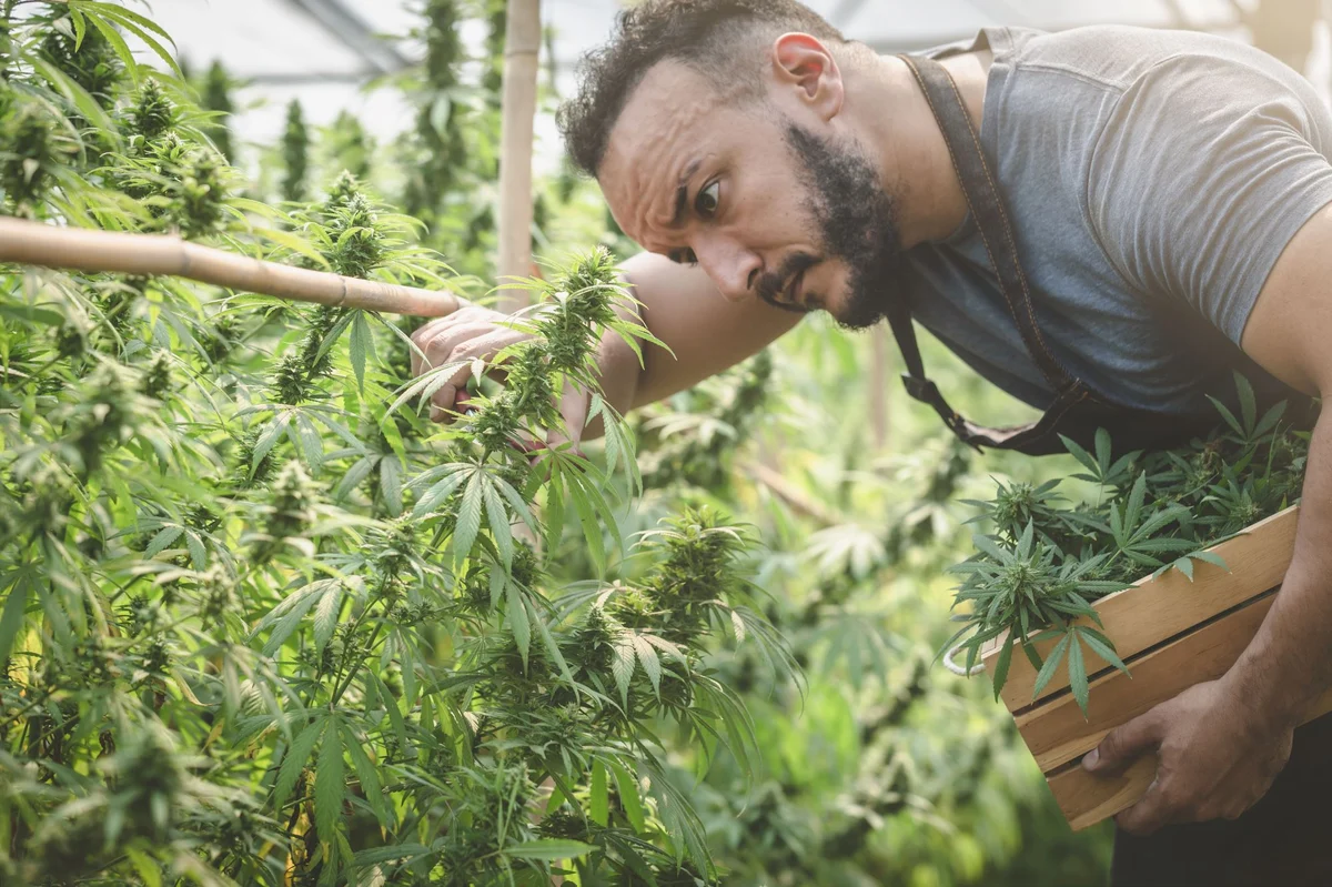 Tilray Brands Expects to Hit a Major Milestone for the Current Fiscal Year: $1 Billion in Annual Revenue. Here's How it Plans to Get There
