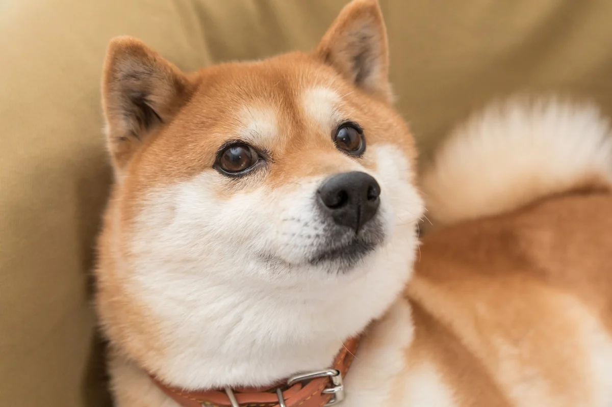 Is Dogecoin the Best Crypto You Can Buy Right Now?
