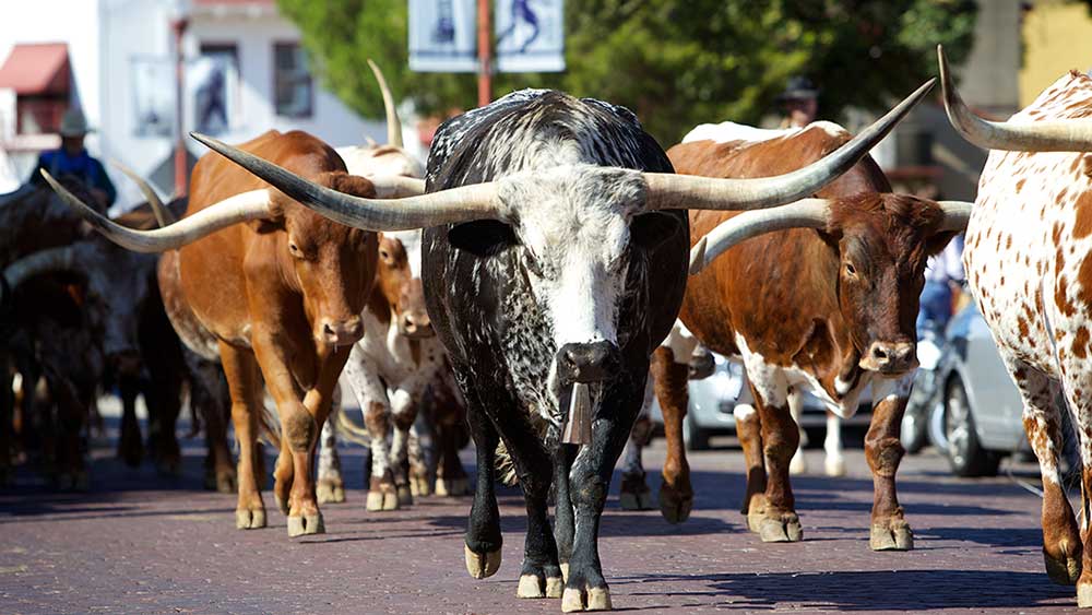 Dow Jones Futures Due; Nvidia Partner Leads Four Stocks In Buy Zones