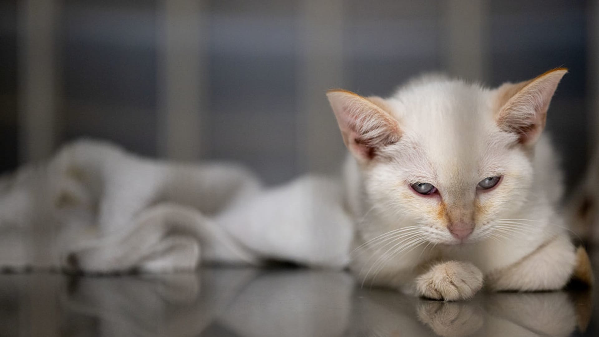 Cat owners are spending more and boosting pet retailers