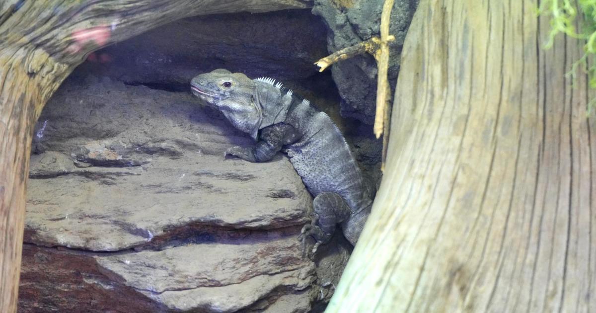 Iguana accidentally sent to Michigan Ford plant finds new home at Detroit Zoo - CBS News