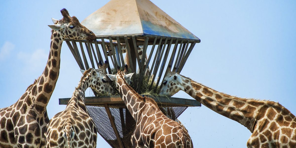 Six Flags opens its first luxury hotel, which features daily giraffe feedings at safari-themed park - Fortune