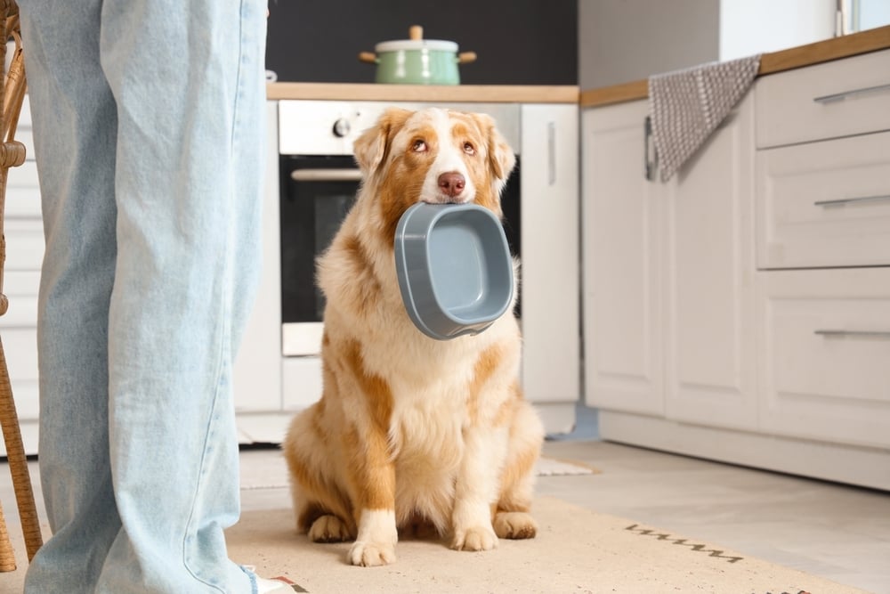 Freshpet Short Squeeze - Pet Food Maker Stock Surges After Outlook Bump