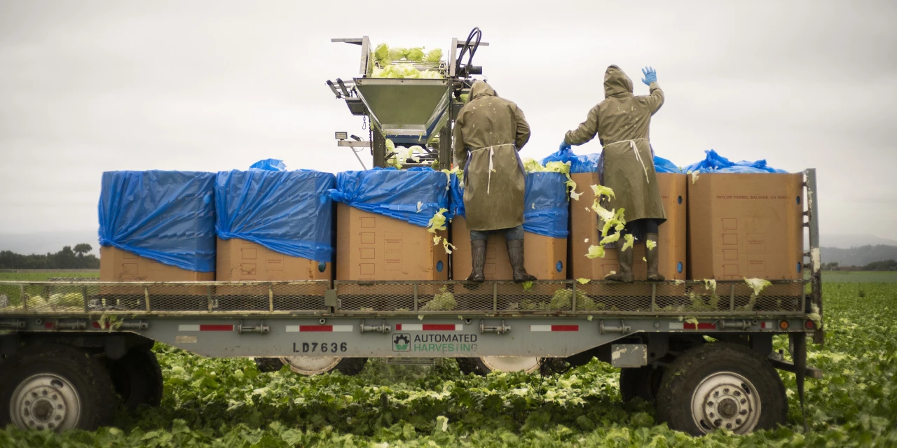 Lettuce Supplier Linked to Cyclospora Outbreak Is a Global Salad Giant