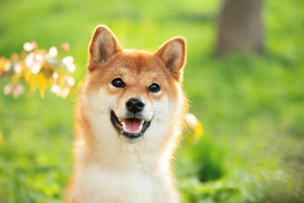 Is Dogecoin the Smartest Crypto Buy Under $1?