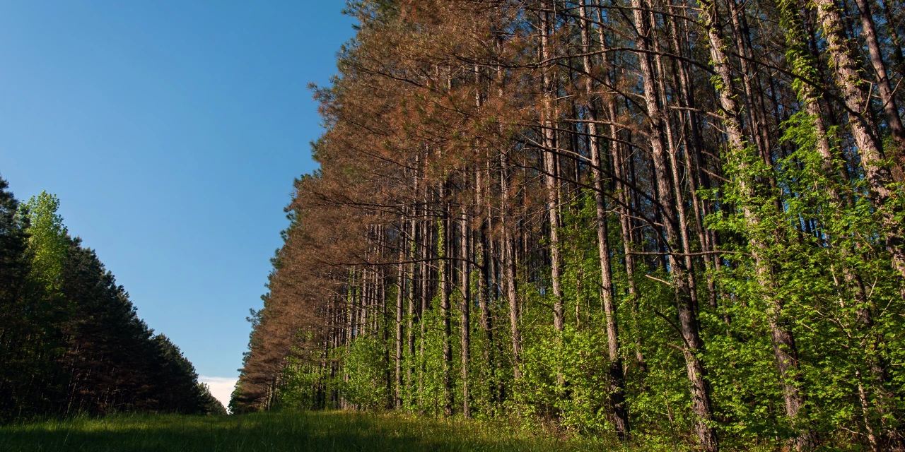 America’s Largest Landowner Bets It Can Replace Met Coal With Pine Trees