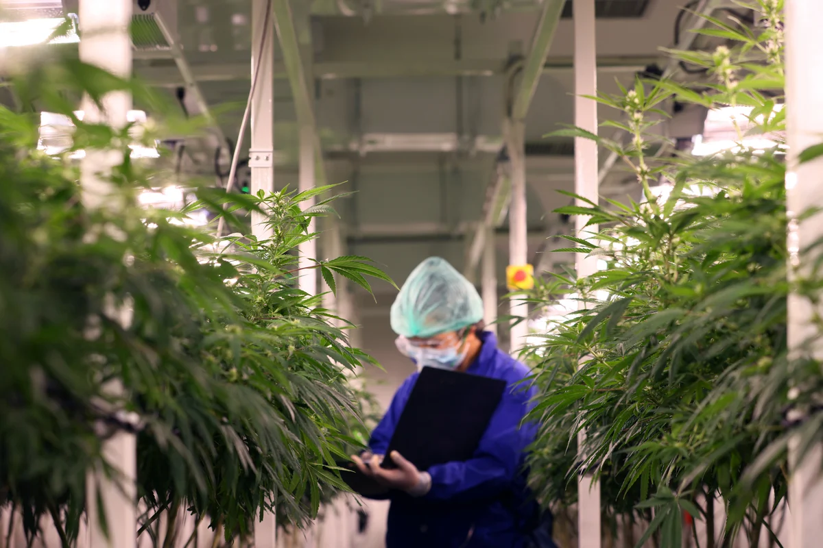 Is Now a Good Time to Buy Tilray Brands Stock?