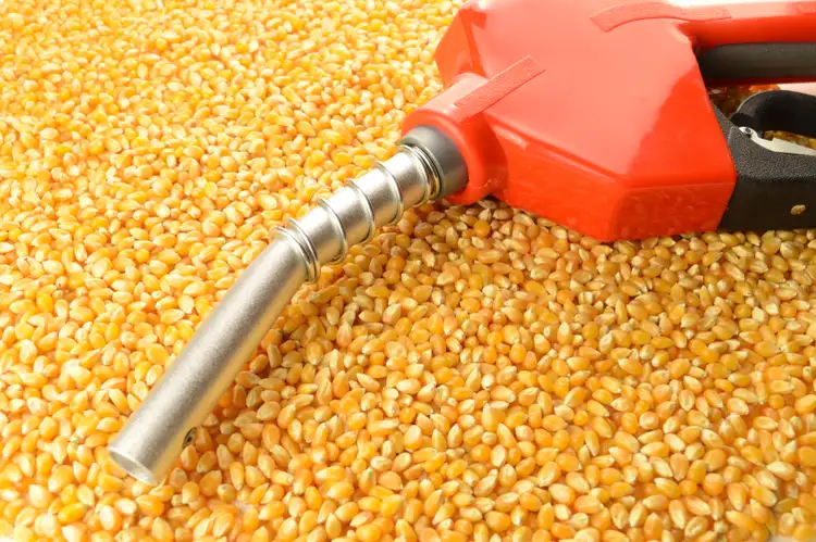 Bunge, CF Industries top S&P 500 as EPA proposes biofuel quota boost