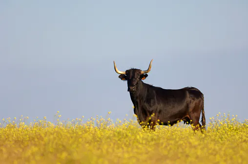 Bloom Energy’s big day propels fellow fuel cell companies skyward