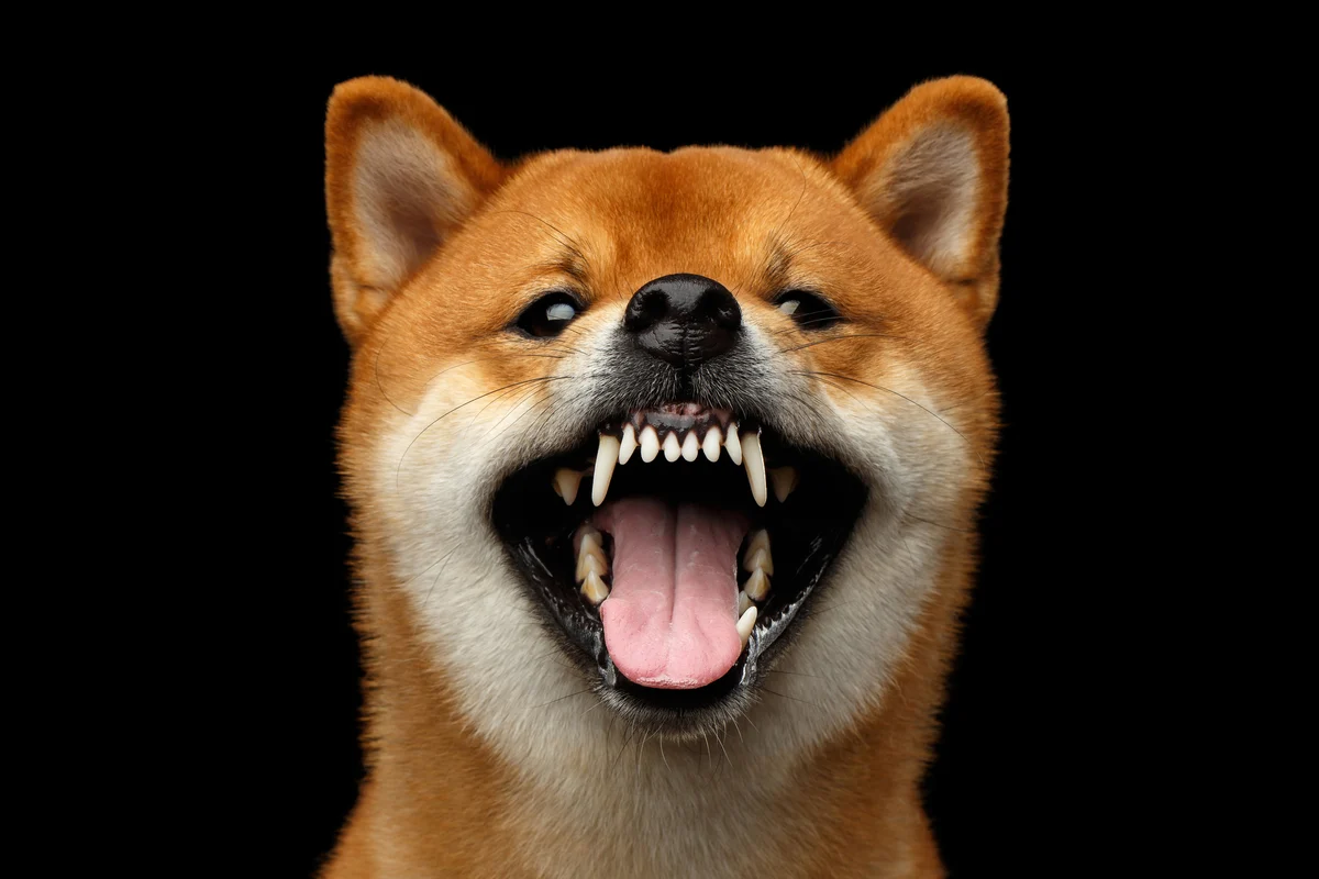 Why Shiba Inu Sank More Than 6% Today
