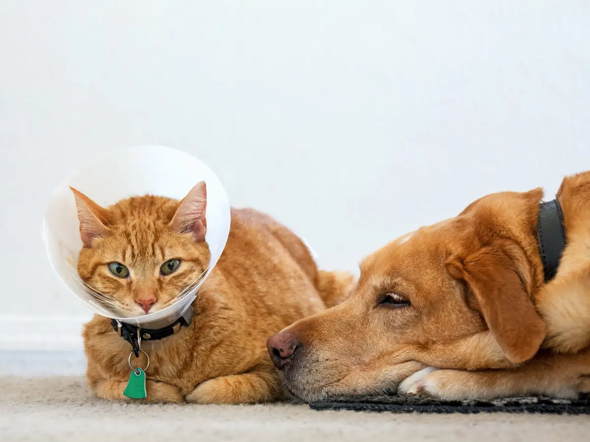 Top Pet Insurance Plans: Coverage, Comparisons, and Tips - Business Insider
