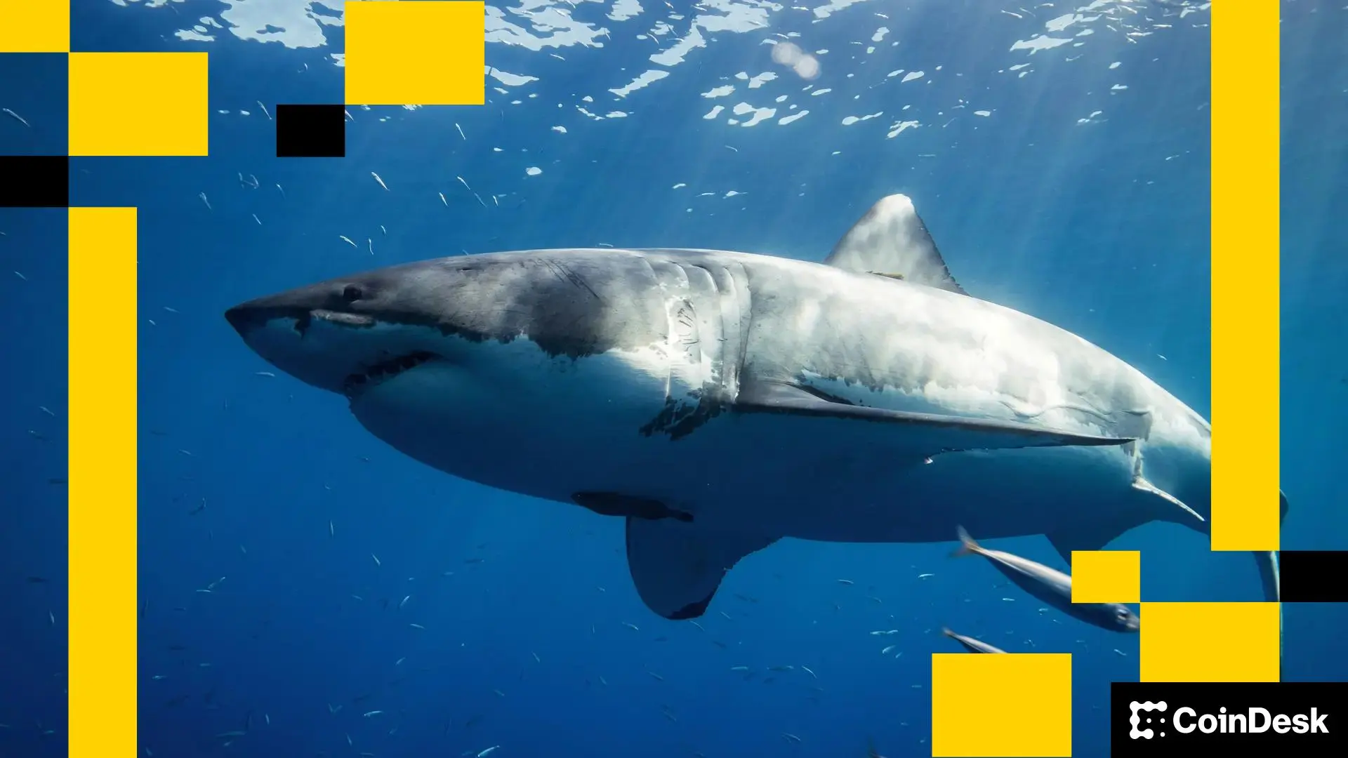 Ethereum Is Like a Shark. If It Stops Moving, It Will Die