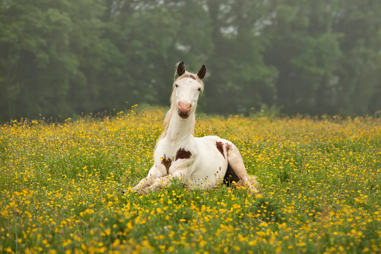 Creator of popular, mysterious “HappyHorse” text-to-video model is Alibaba