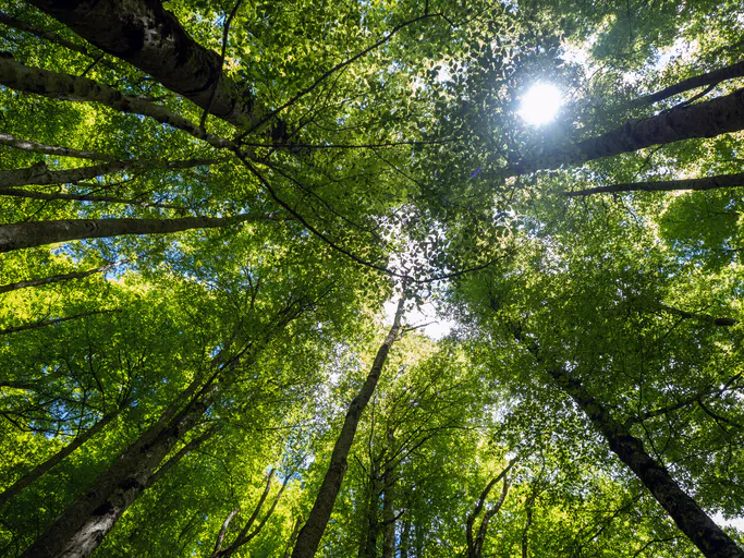 A new carbon capture innovation is good news for the planet — and big tech