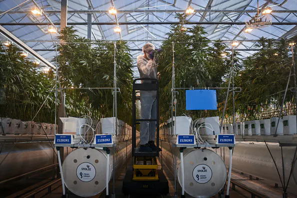 Tilray rallies on a wave of bullish options activity
