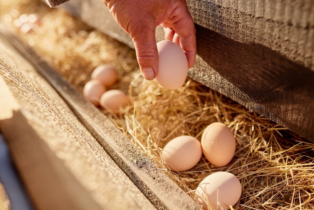 Egg Prices Have Collapsed. Here's Which Stocks Could Win And Lose