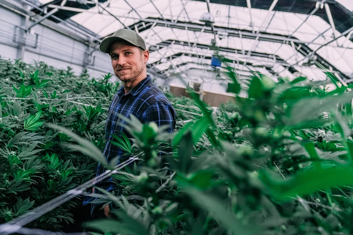 Better Cannabis Stock to Buy Right Now: Canopy Growth or Tilray Brands?