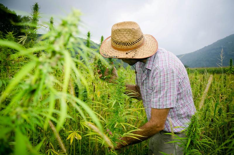 Should You Buy Tilray Brands Stock Before Oct. 8?