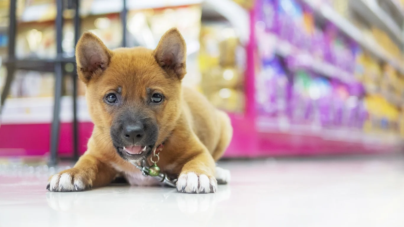 Chewy Slides 6% on Second Downgrade in Two Days as JPMorgan Cuts Target to $24; Petco Stays Put, Freshpet Nudges Higher