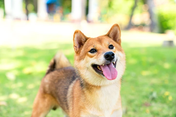 Here's Why Shiba Inu Barked 3% Higher Today