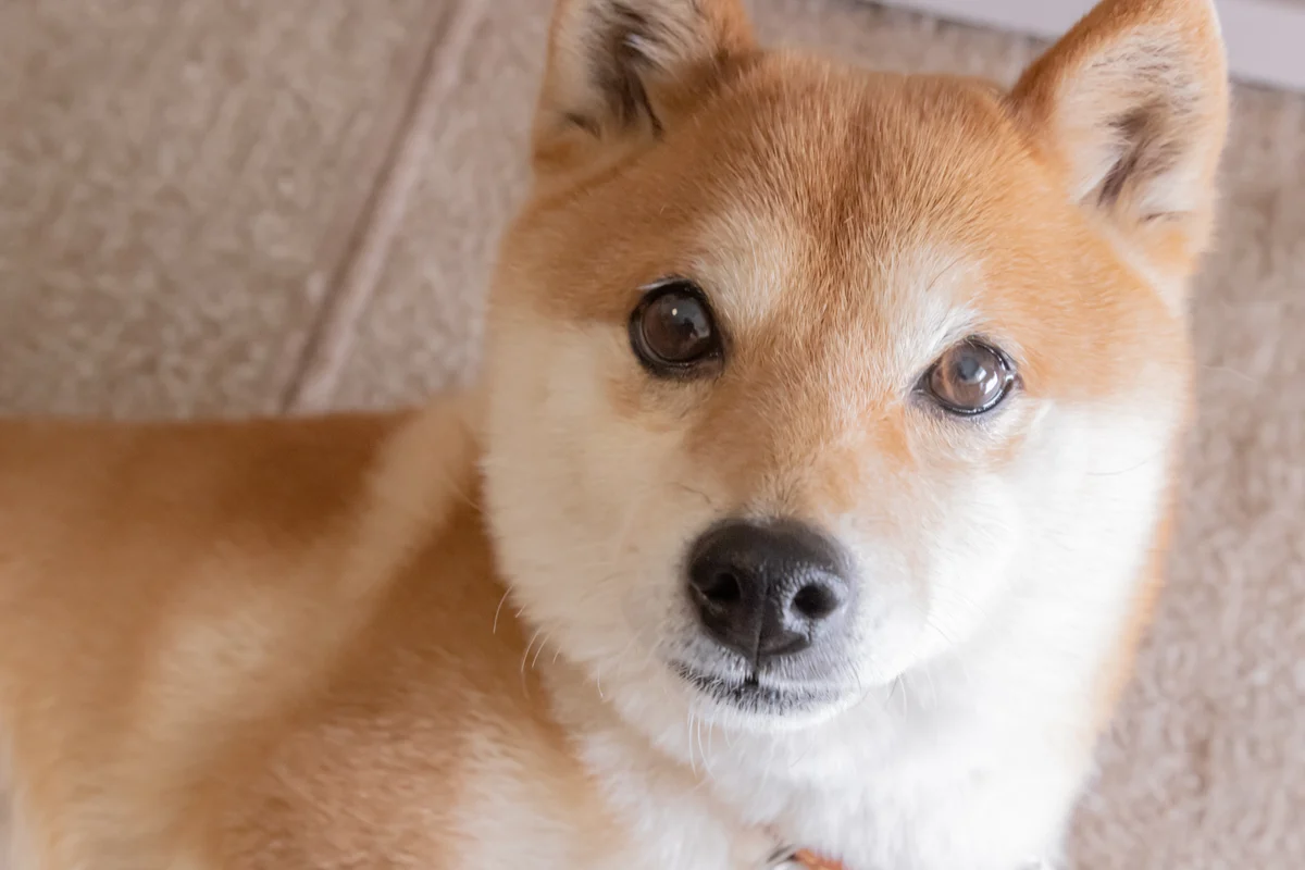 Can Shiba Inu Reach $1 in 2026? The Answer Will Blow Your Mind.