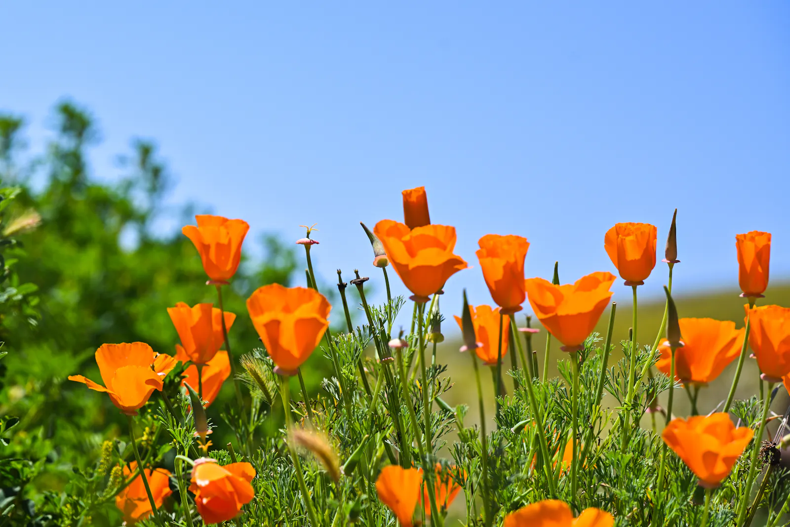 Bloom Energy surges on fuel cell deal with utility