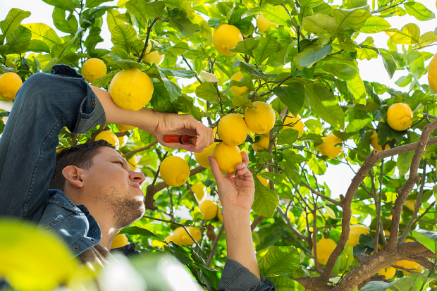 Mission Produce vs. Limoneira: Which Agribusiness Stock Has the Edge?