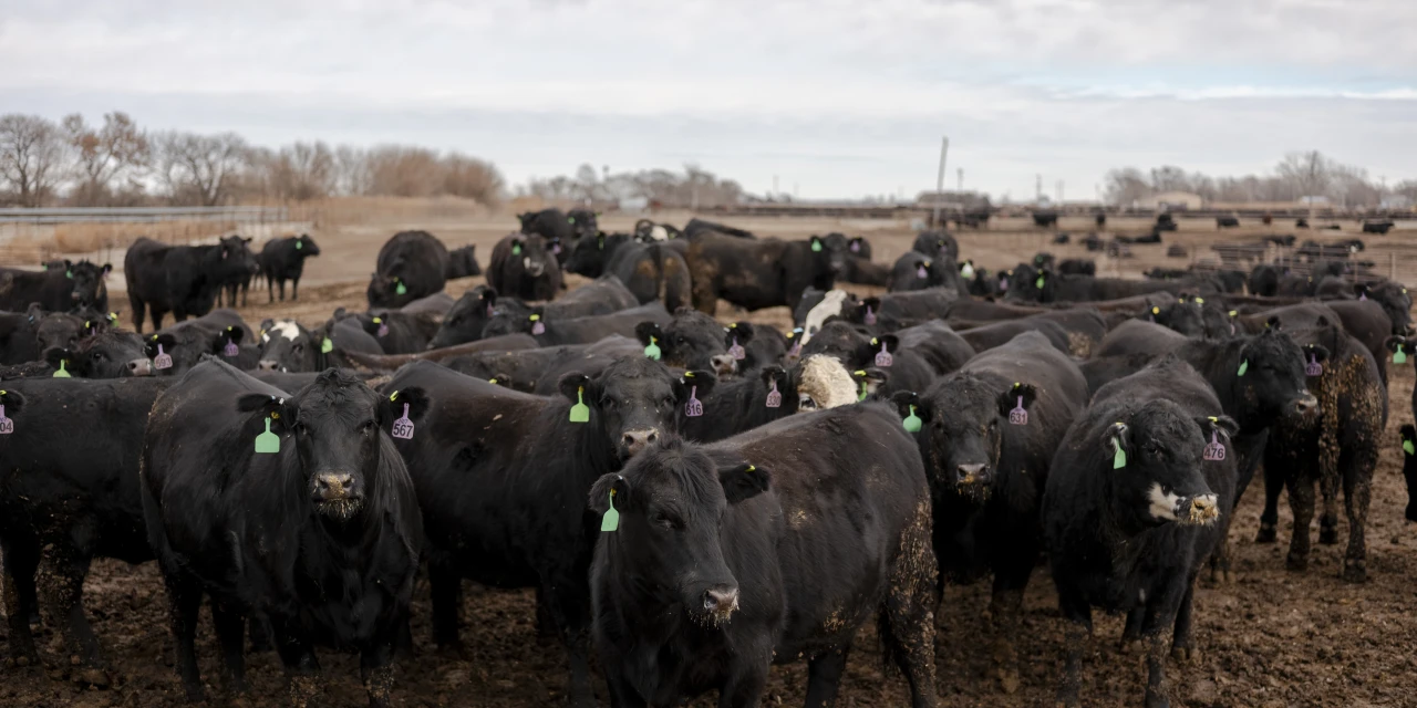 Tyson Foods Cuts Revenue Guidance, Citing Cattle Pressure
