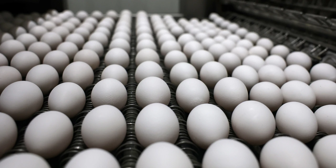 Cal-Maine Foods Sales Sink on Lower Egg Prices