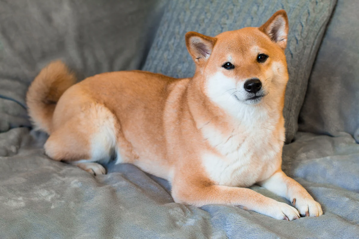 Can Shiba Inu Reach $1 In the Next 12 Months?