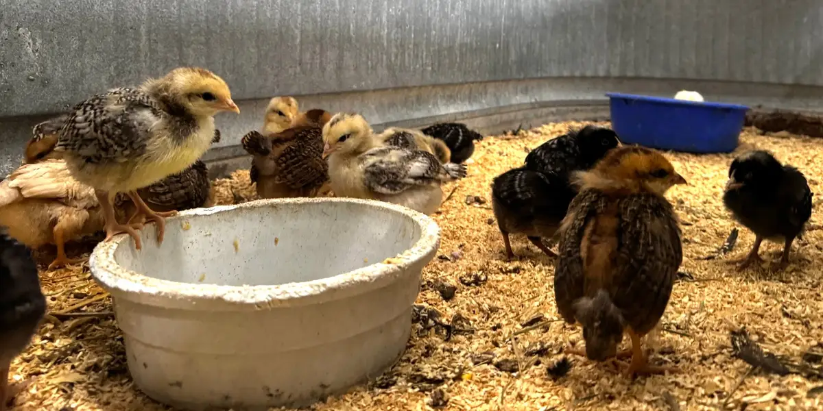 Chick sales are on track for a record-breaking year as egg prices drive more people to raise poultry in their back yards, Tractor Supply CEO says
