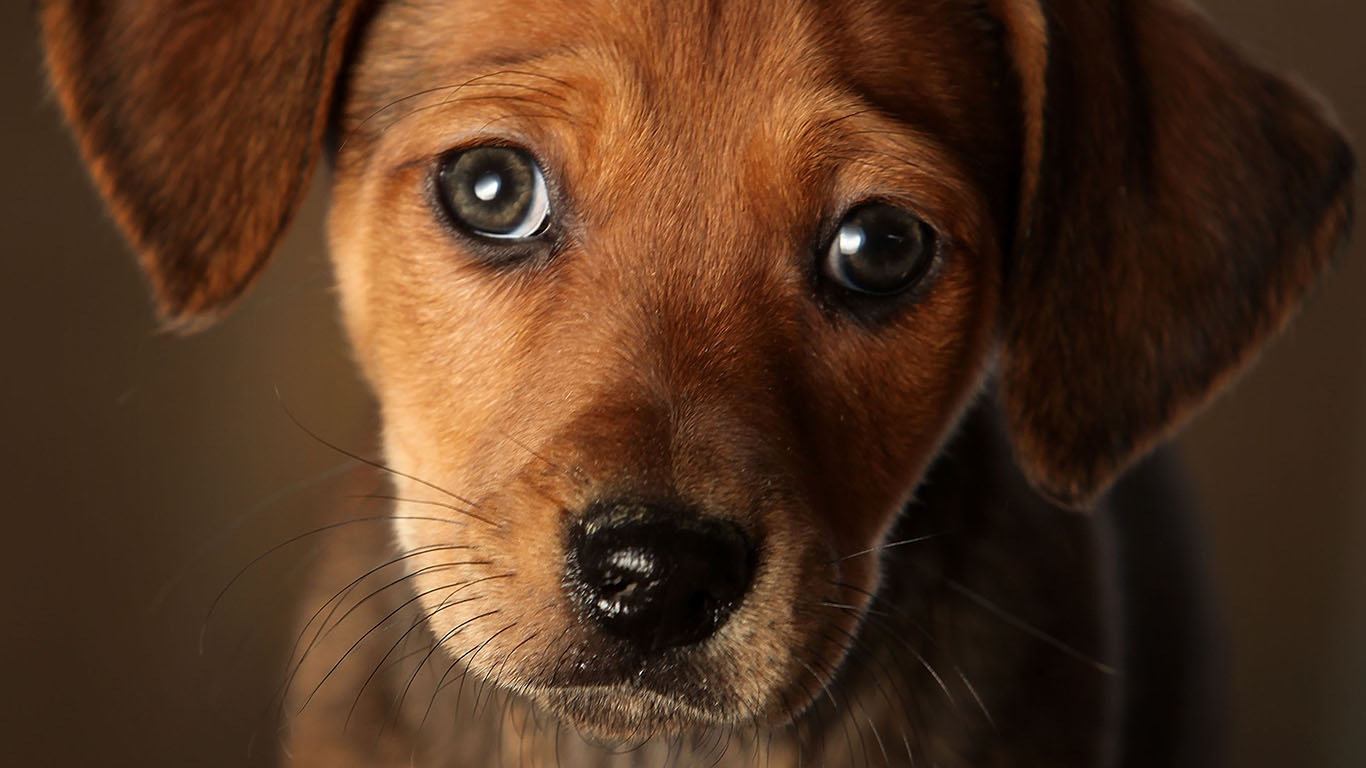 Pet Food Sales Grew 53% Since 2020, Benefiting Chewy, Freshpet, Petco, Nestlé, and Smucker